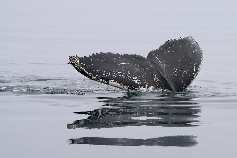 Humpback whale breaching